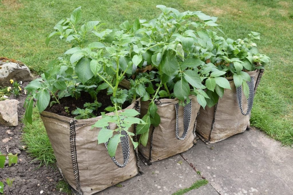 How To Grow Potatoes - Choosing a Grow Bag & Potato Seeds