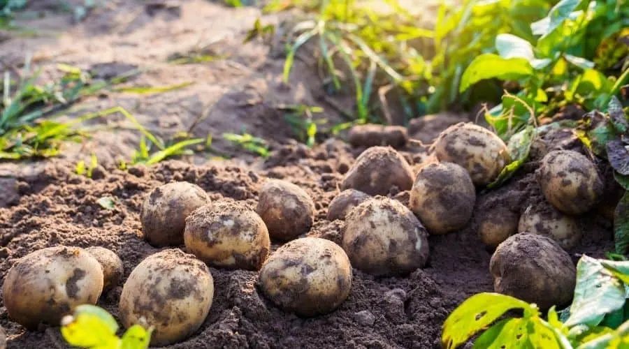 How to Grow Potatoes in Bags: A Complete Guide