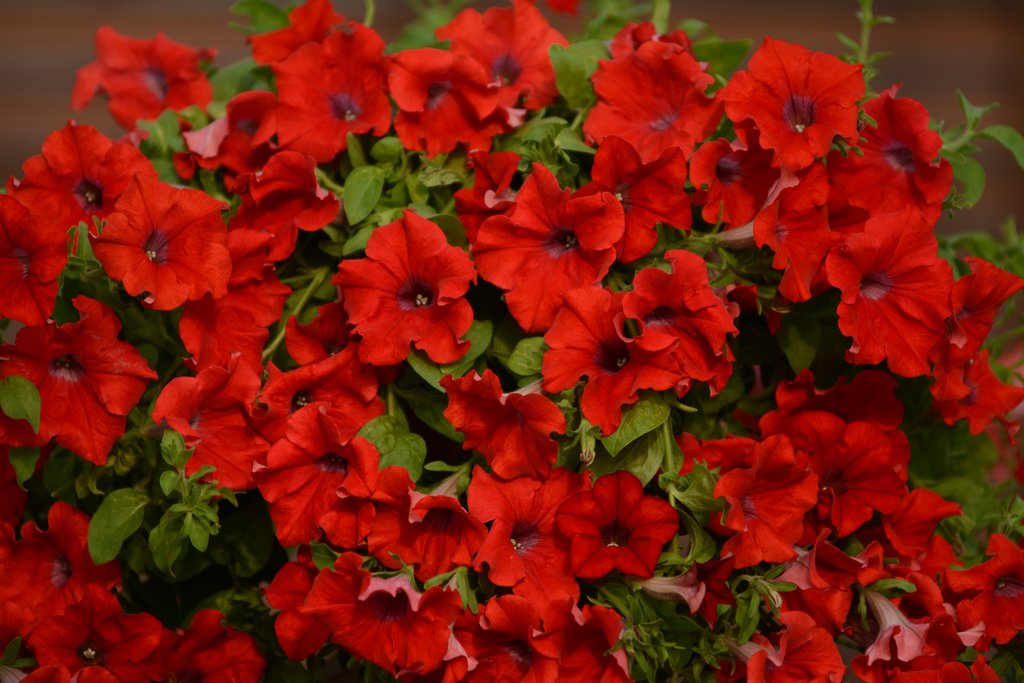 How To Grow Surfinia® Trailing Petunias