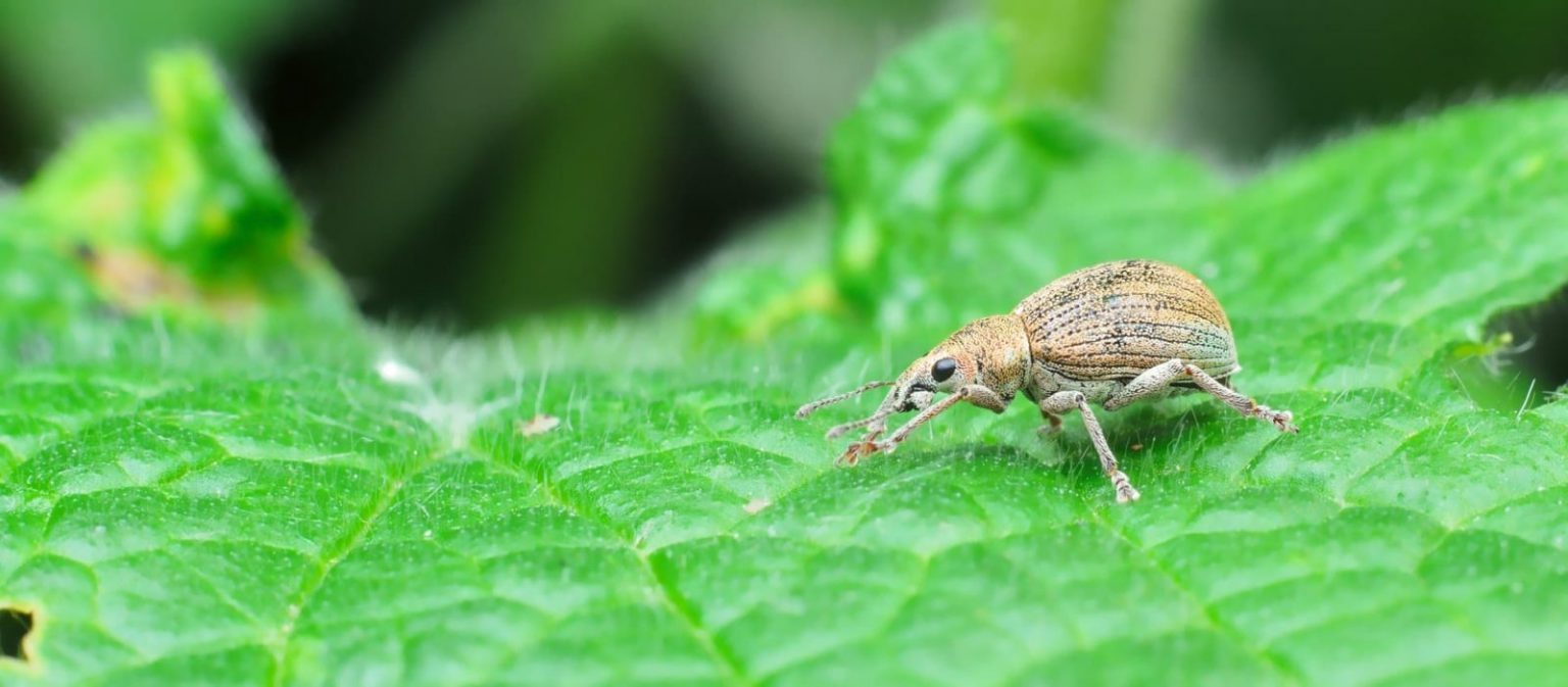 How To Identify Vine Weevil & 10 Ways To Control Them - The Arches