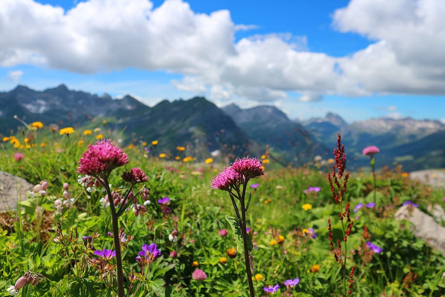 How To Make An Alpine Garden In 8 Stages