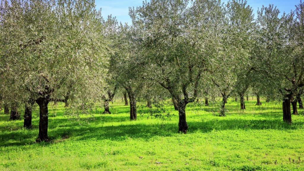 How To Plant & Grow An Olive Tree