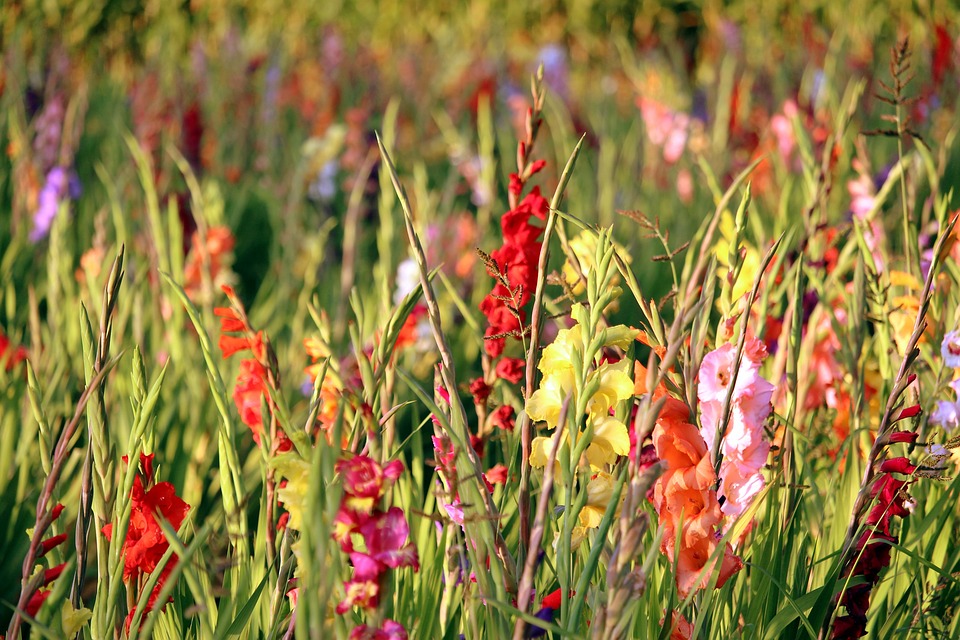 How to Plant & Grow Gladiolus Bulbs with Ease