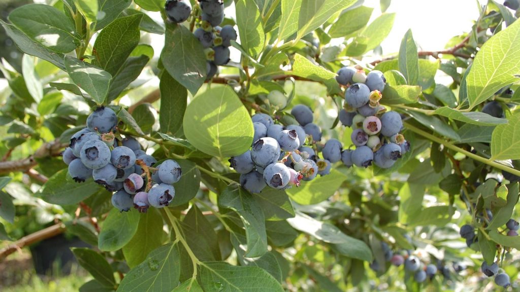 How To Prune A Blueberry Bush (By Age)