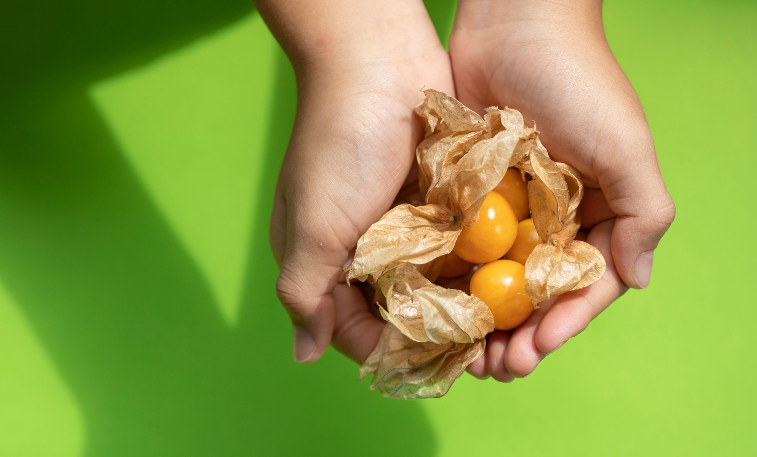 How and When To Prune Gooseberry Bushes in the UK