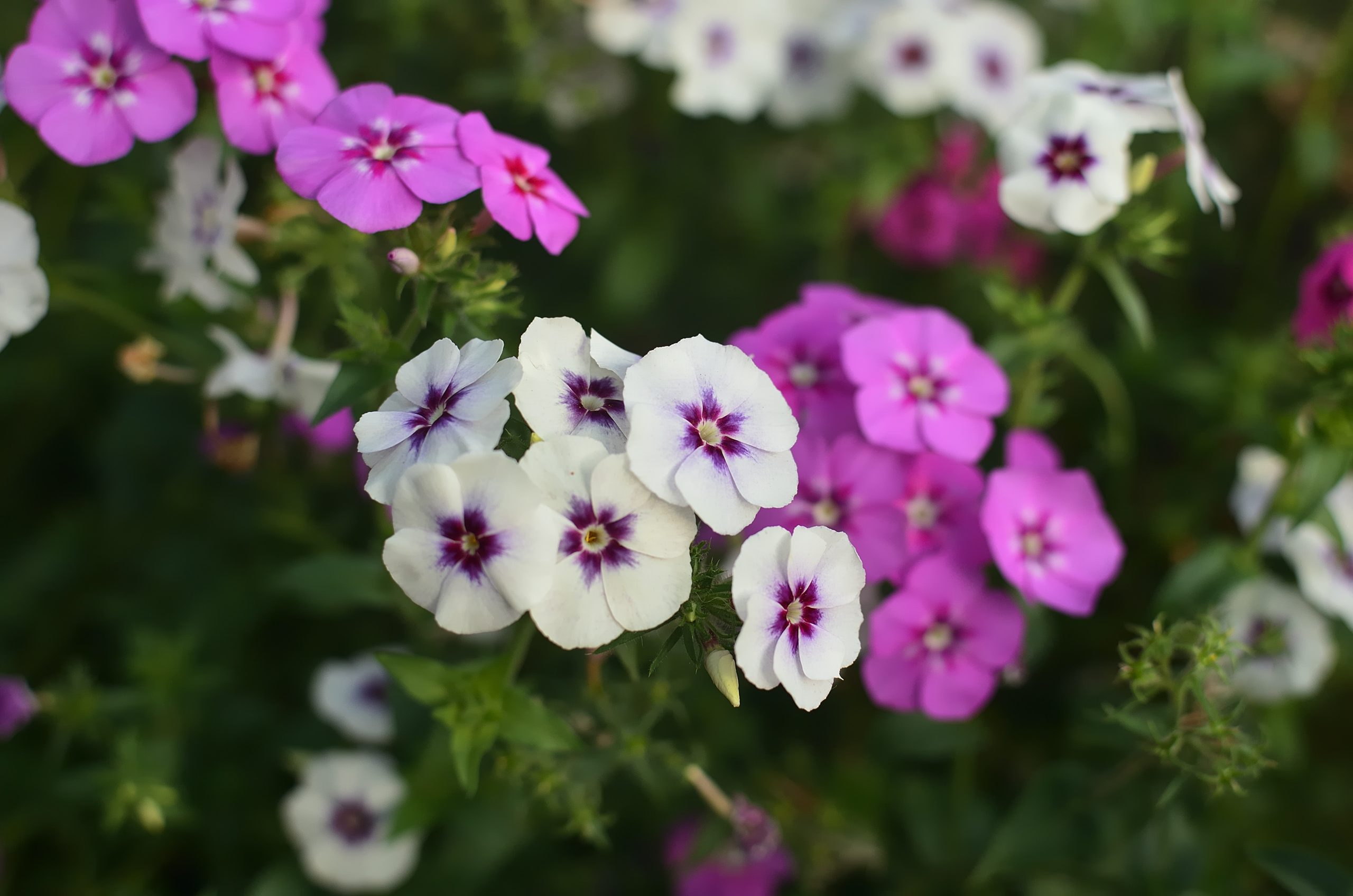 When to Cut Back Phlox? (Pruning Phlox in 4 Easy Steps)