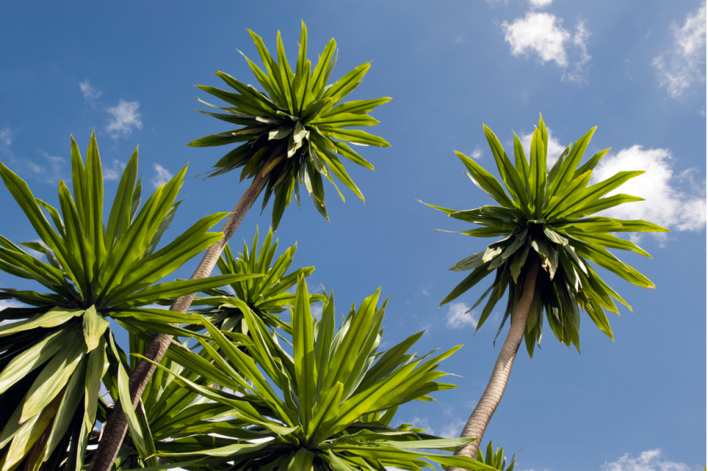 How To Revive A Dying Yucca Plant