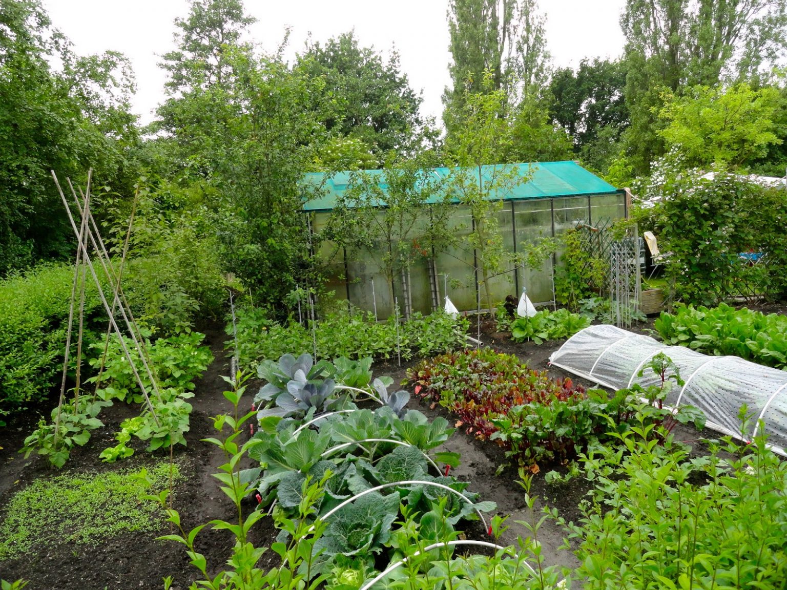 8 Easy Steps To Starting An Allotment Garden For Beginners Thearches