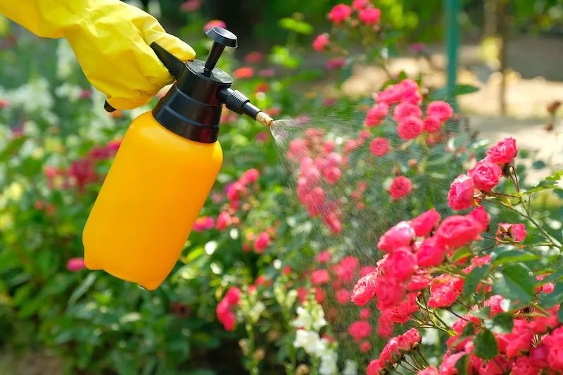 How to Treat Black Spot on Roses