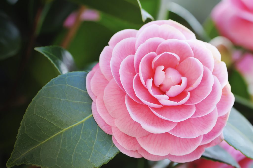 How To Water & Fertilise Camellias