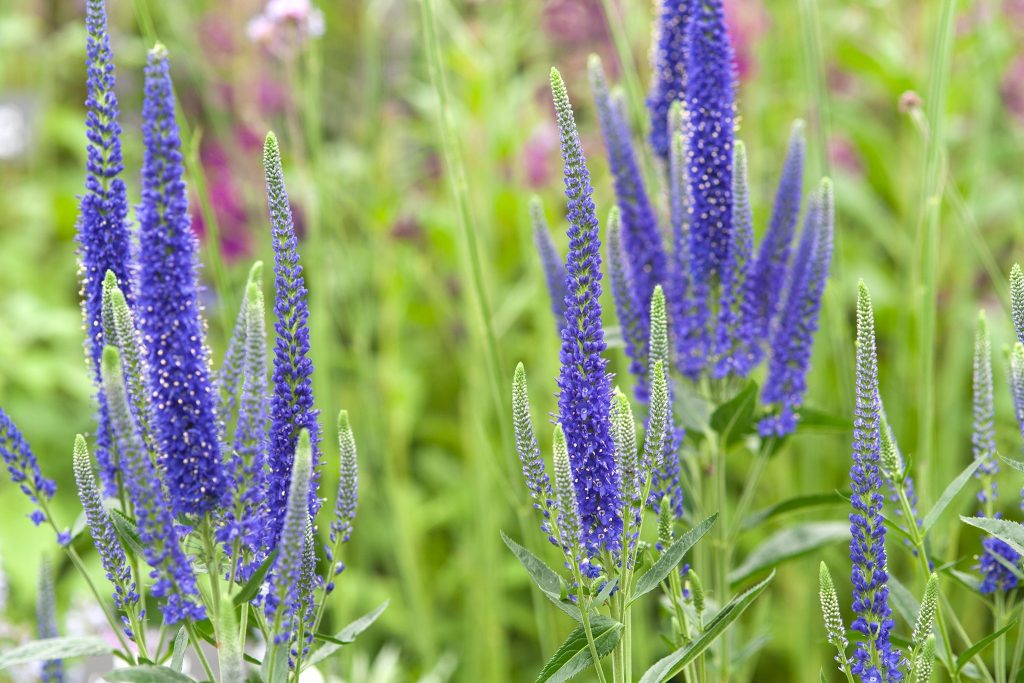 Veronica longifolia Speedwell растение