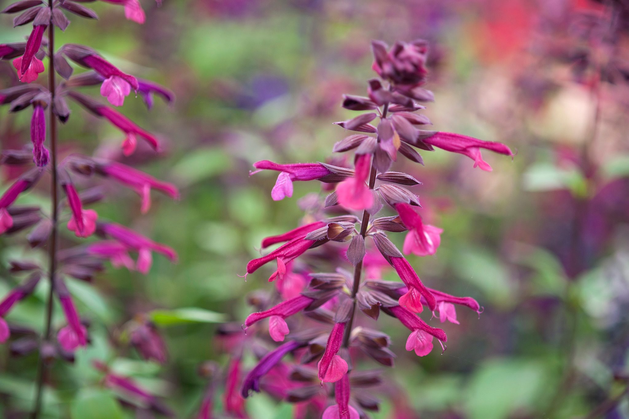 How to Care for And Maintain the Salvias After Planting?