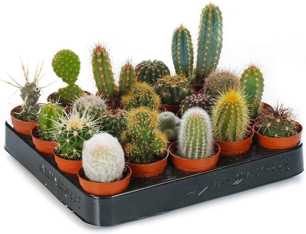 How to Care for Cacti and Succulents at Home?