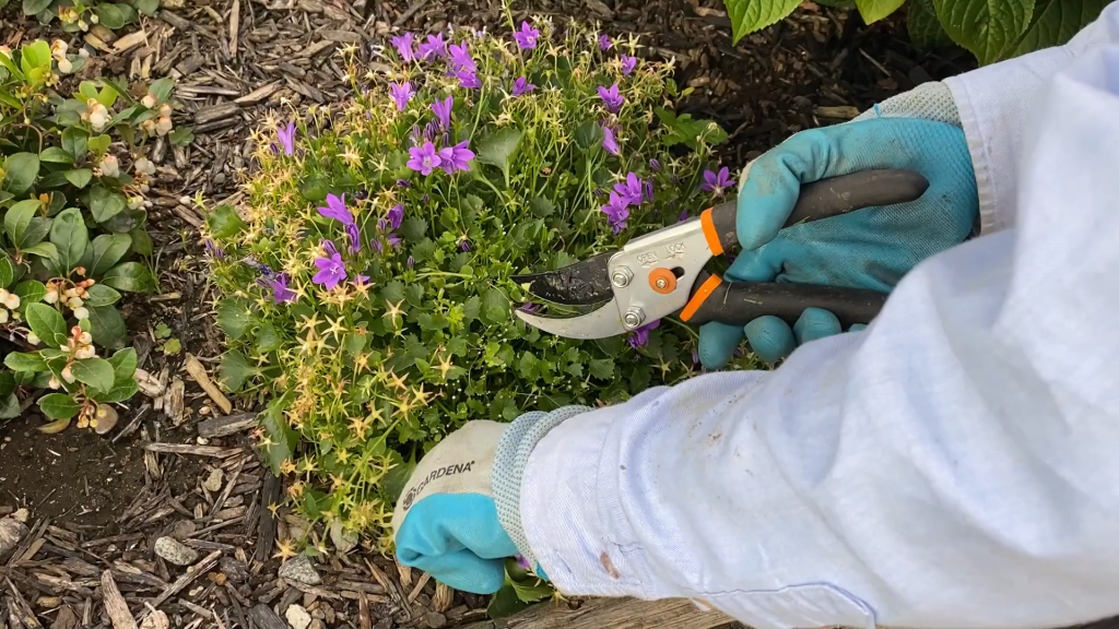 How to Care for Campanula