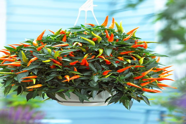 How to Care for The Chillie Plant