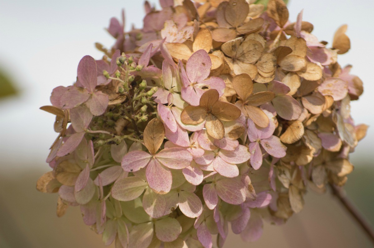 How to Check Whether the Hydrangea Flower Has Dried or Not