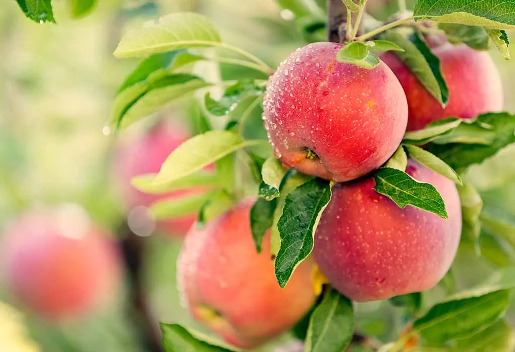 How to Cultivate Apple Trees that Self-Pollinate