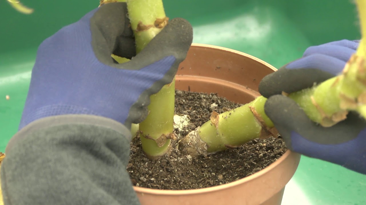 How to Dig up Begonias