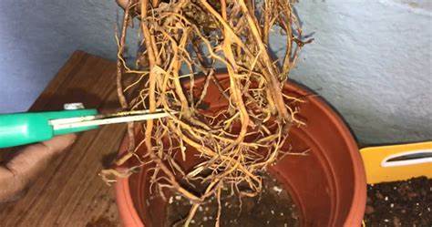 How to Fix Root Rot?