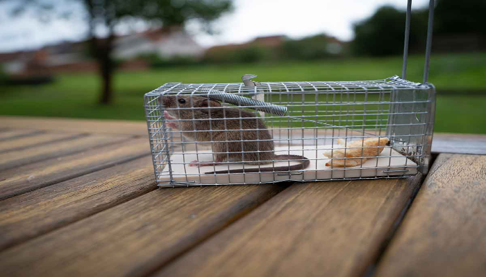 9 Ways of How to Get Rid of Rats from Your Garden - TheArches