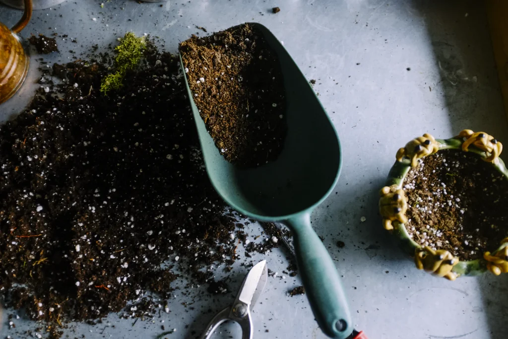 How to Groom Morning Glory Plants after Growth