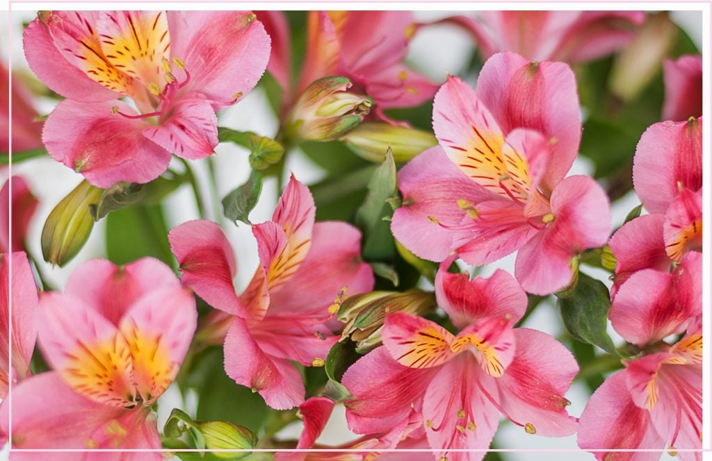 How to Grow Alstroemeria from Cuttings