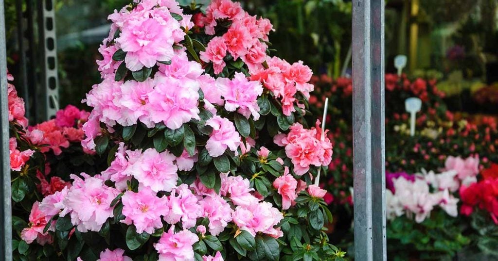 How Do You Take Care of a Potted Azalea?