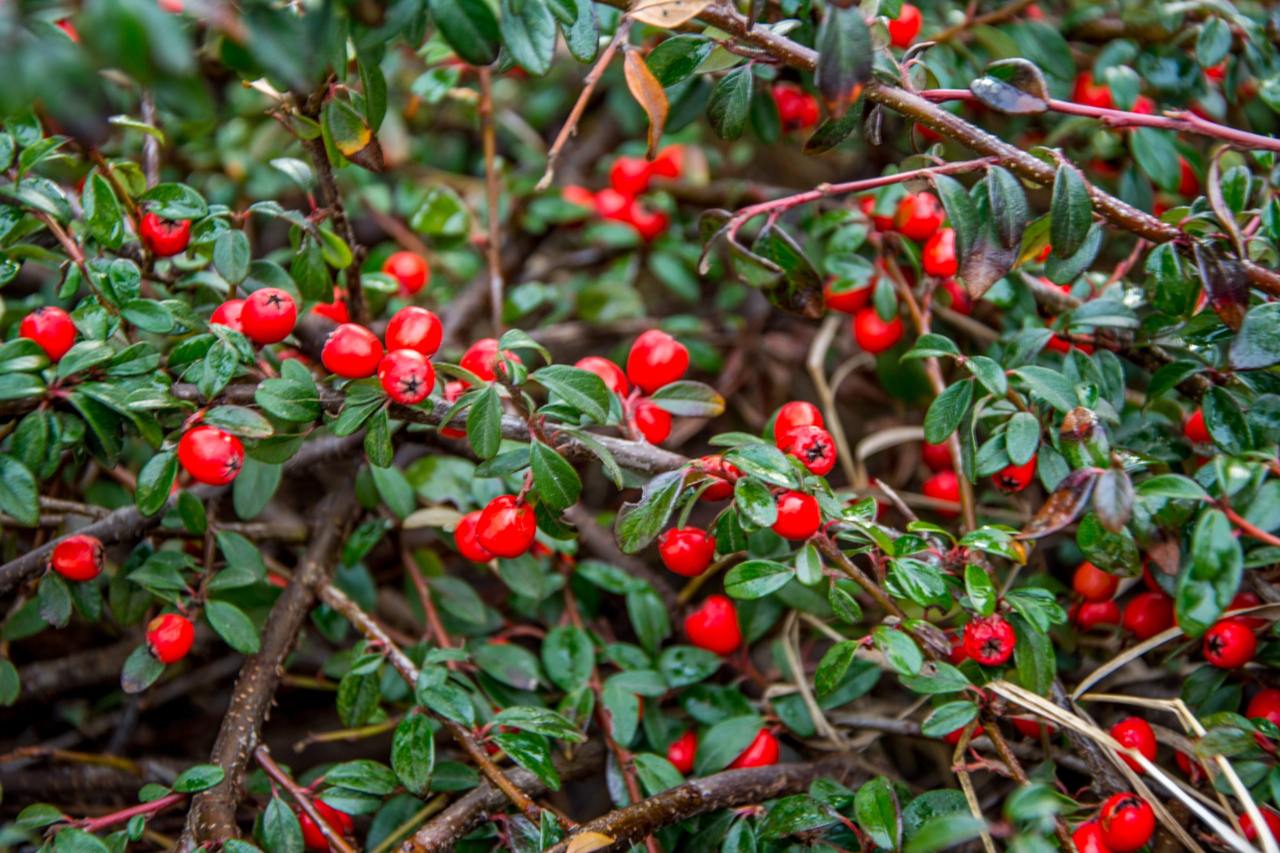 How to Grow Cotoneaster