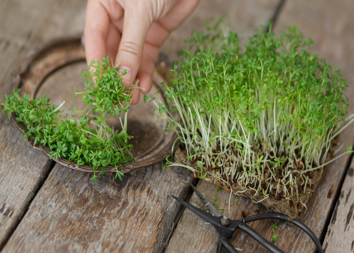 How to Grow Cress Indoors