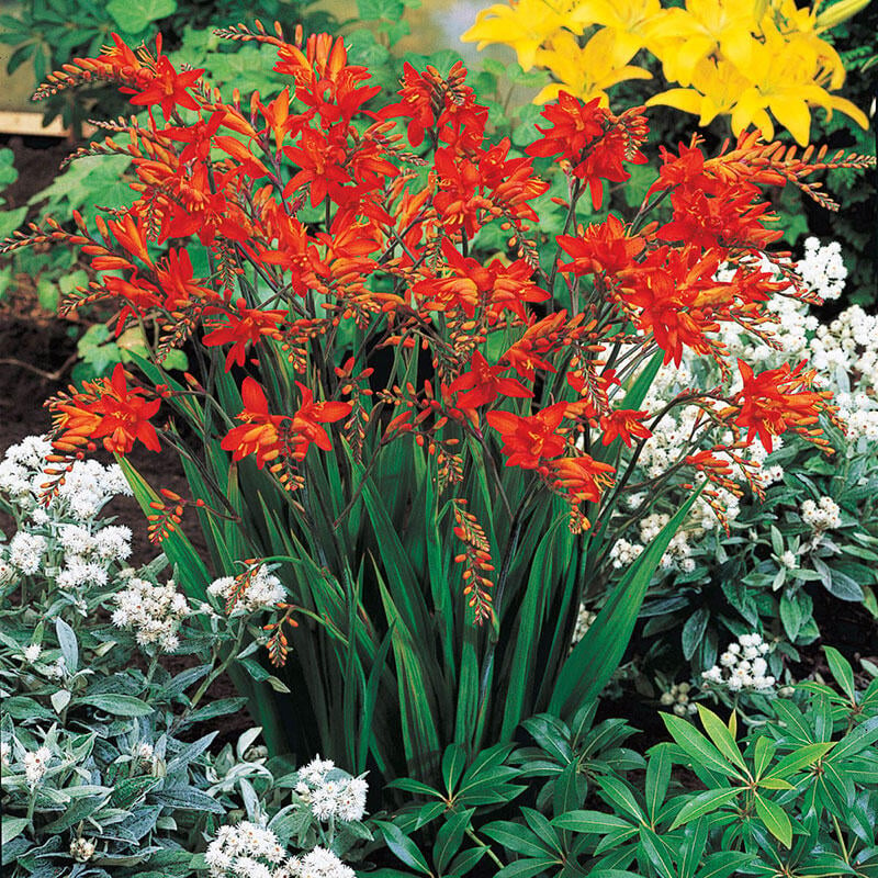 How to Grow Crocosmia