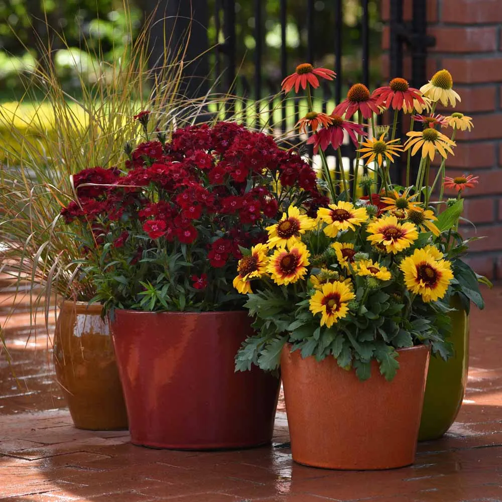 How to Grow Dianthus in Containers