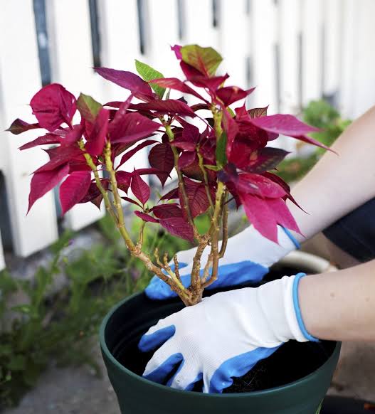 How to Grow Poinsettia