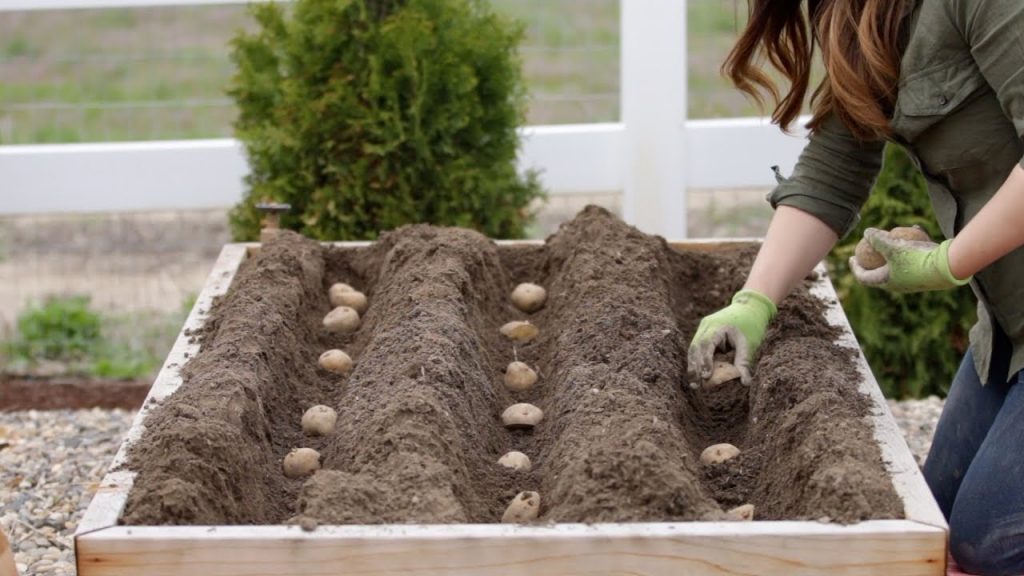 How to Grow Potatoes in Your Garden