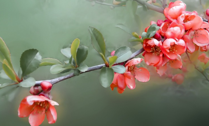 How to Grow a Quince Fruit Tree