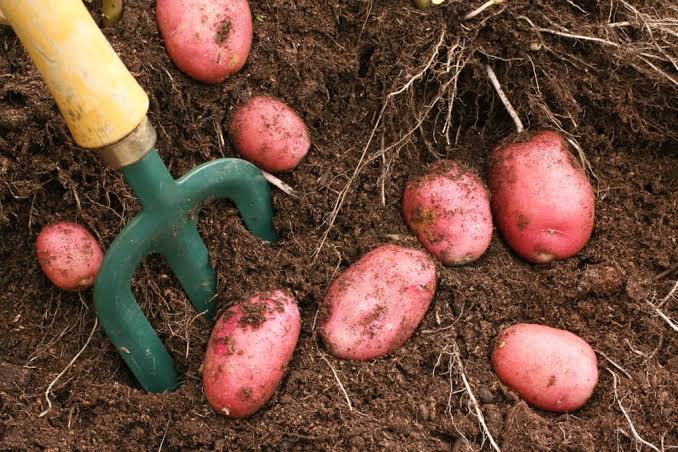 How to Harvest Desiree Potatoes