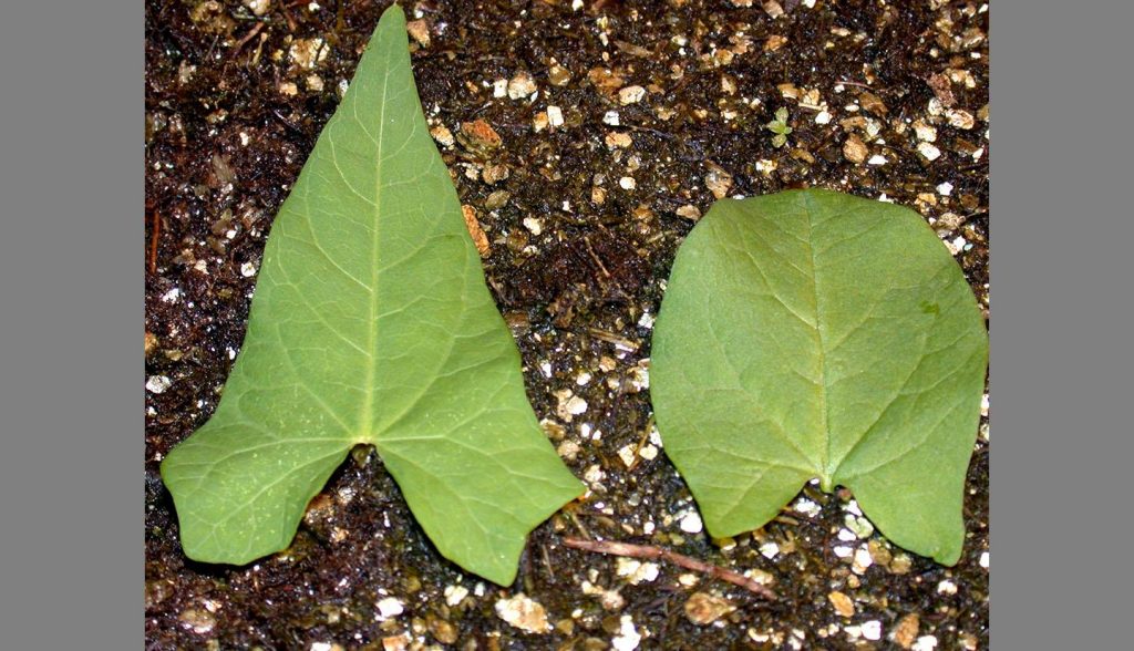 How to Identify Bindweed