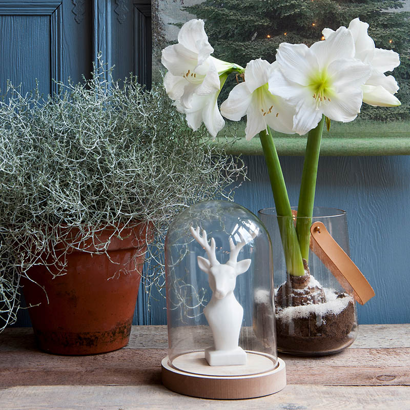 How to Make Amaryllis Bloom