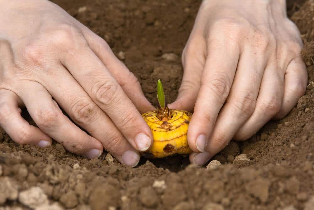 How to Plant Gladiolus Bulbs