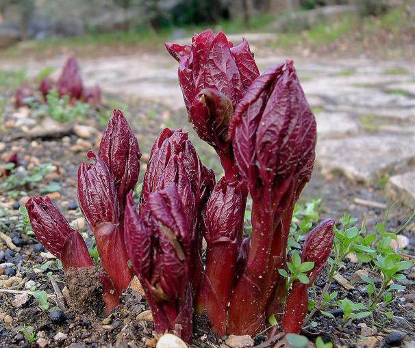 How to Plant Tree Peony