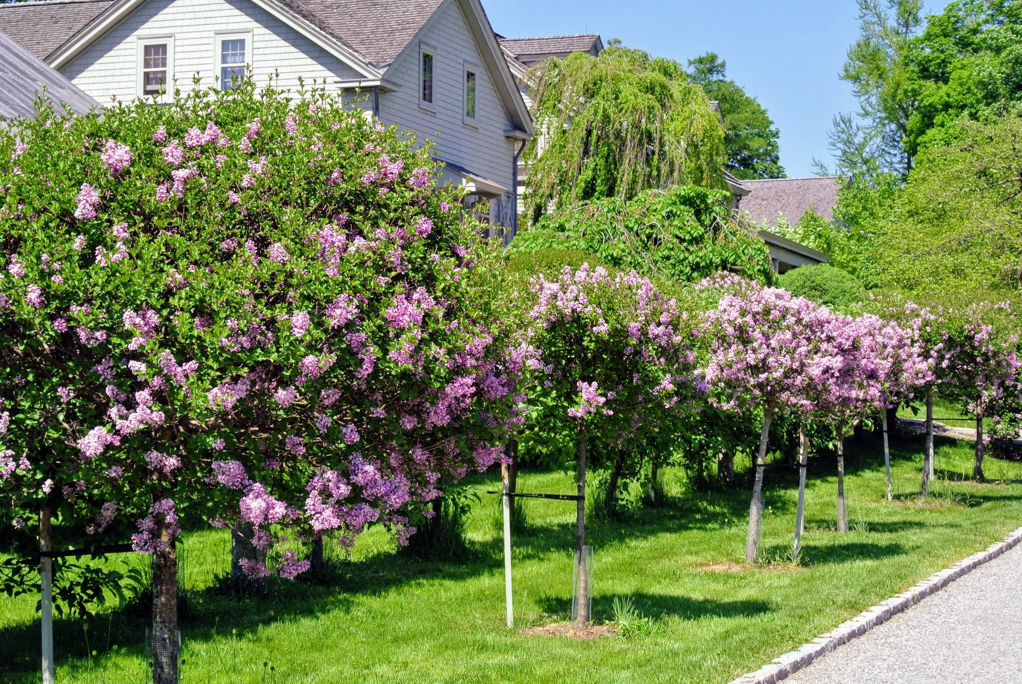 How to Plant and Care for Lilacs