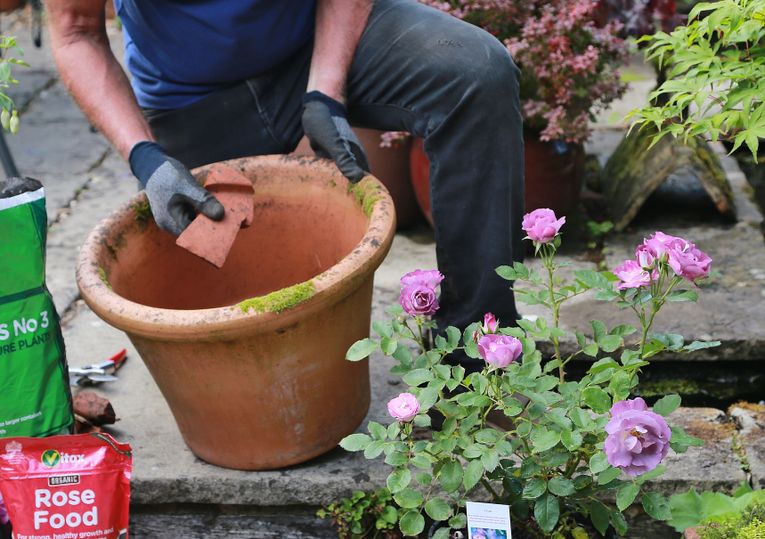 How to Plant and Grow Roses in Pots with Proper Care