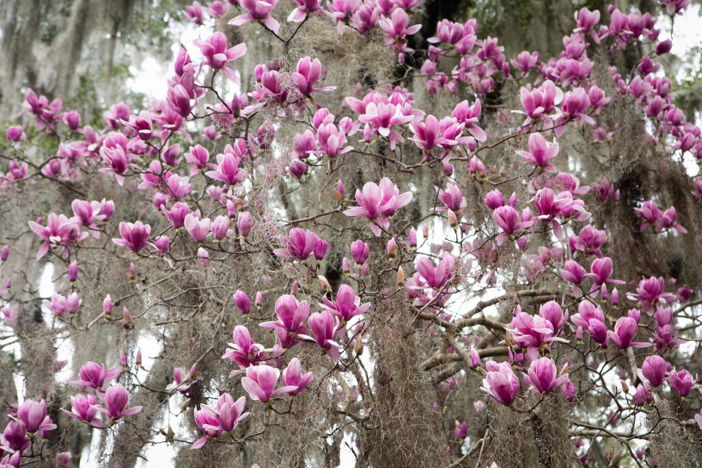 How to Propagate Spanish Moss