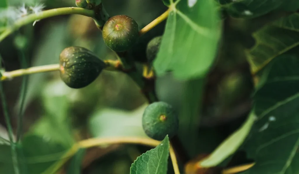 How to Propagate a Fig Tree