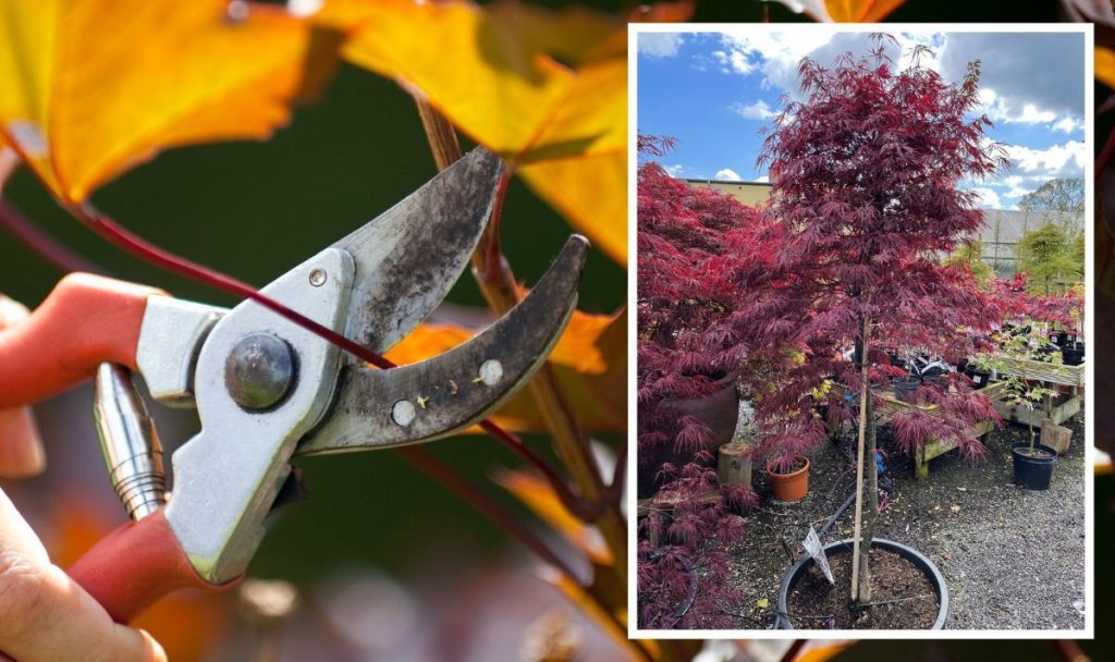 How to Prune Acer