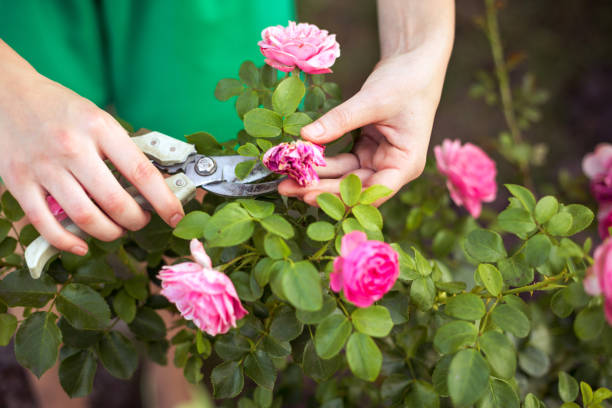 How to Prune And Maintain Tree Peony