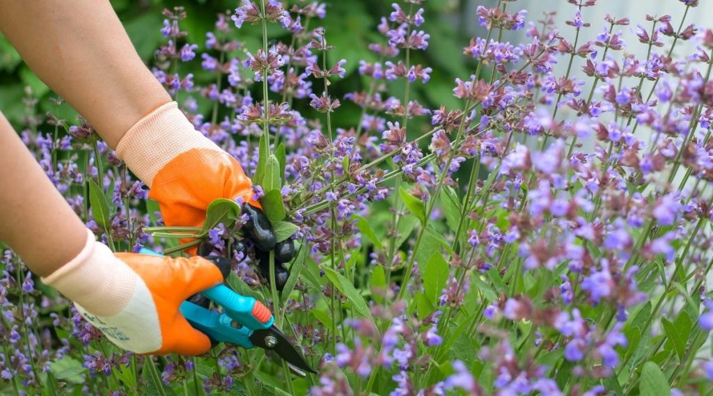 How to Prune Salvias