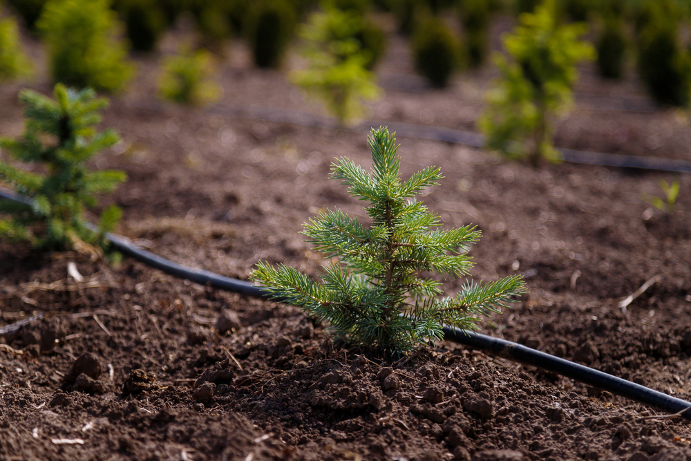 How to Replant a Christmas Tree