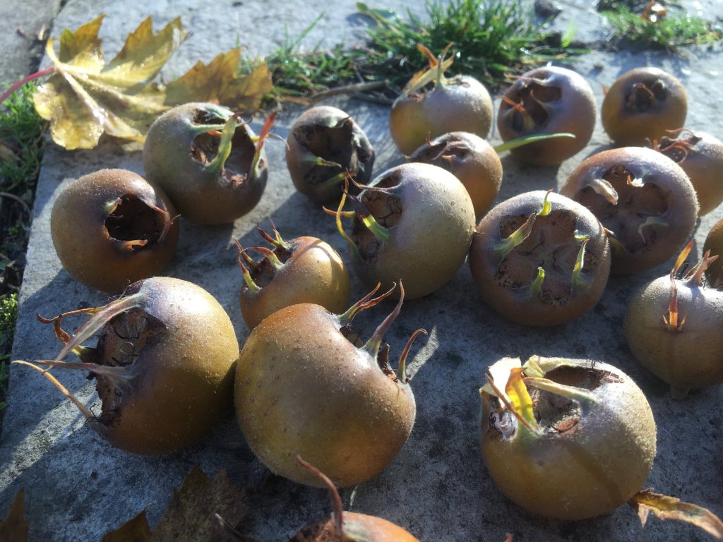 How to Sow Medlar