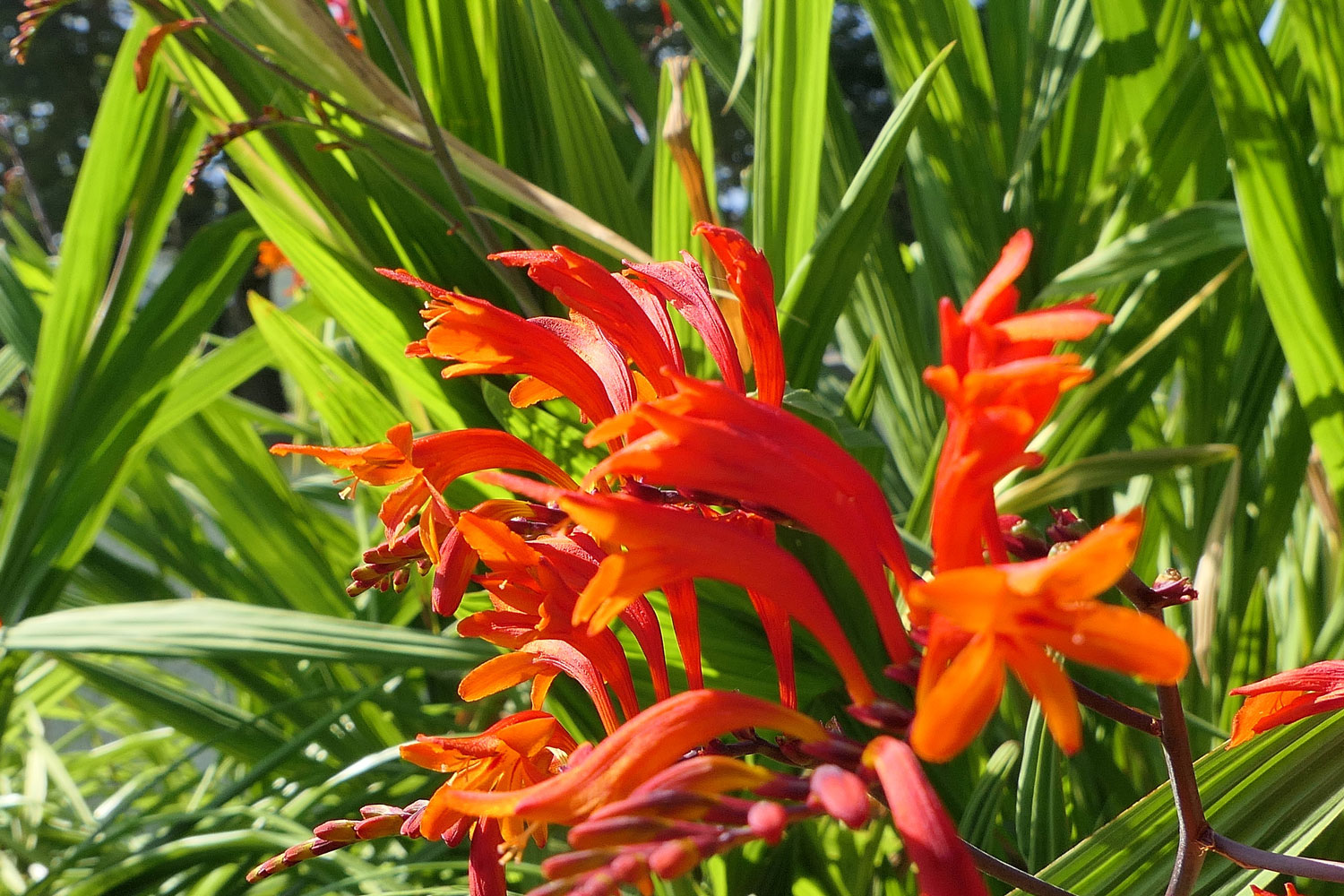 How to Stop Crocosmia Spreading