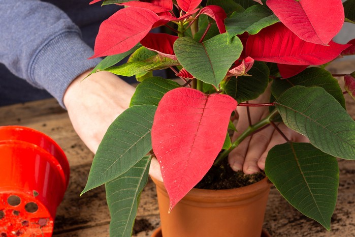 How to Take Care of Poinsettia Throughout the Year